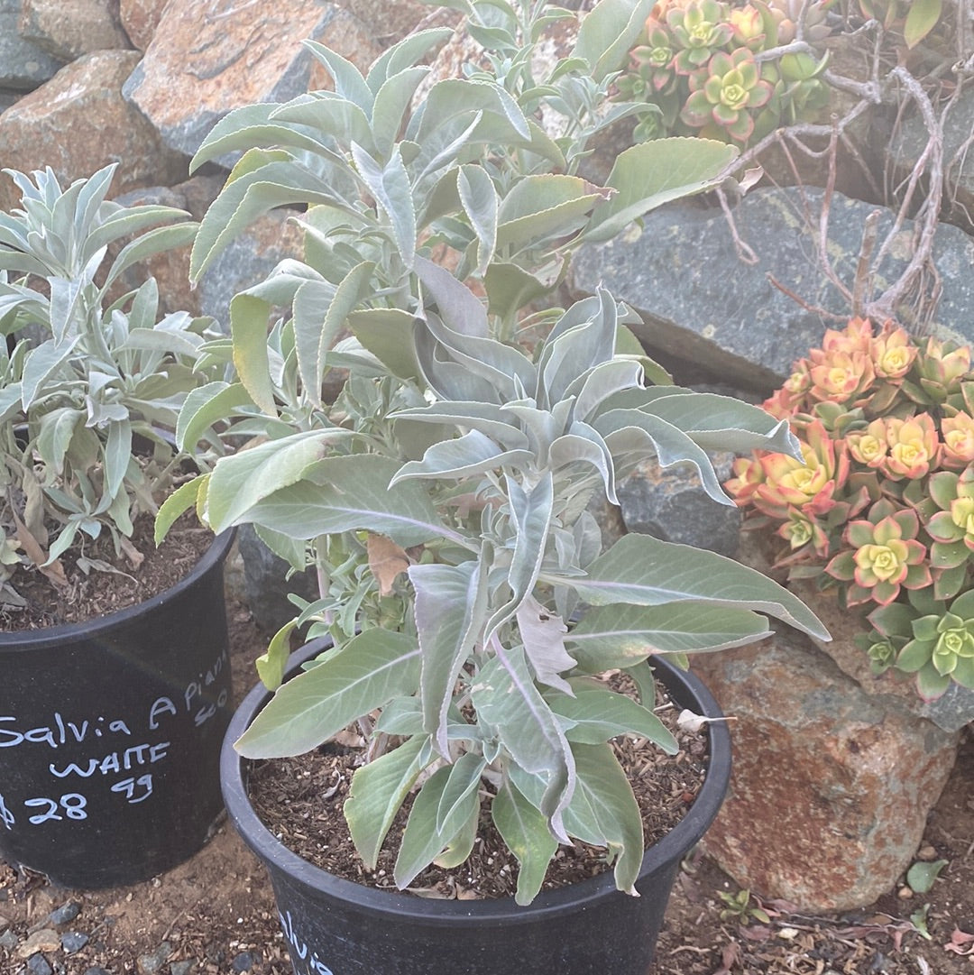 Salvia apiana ‘White Sage’