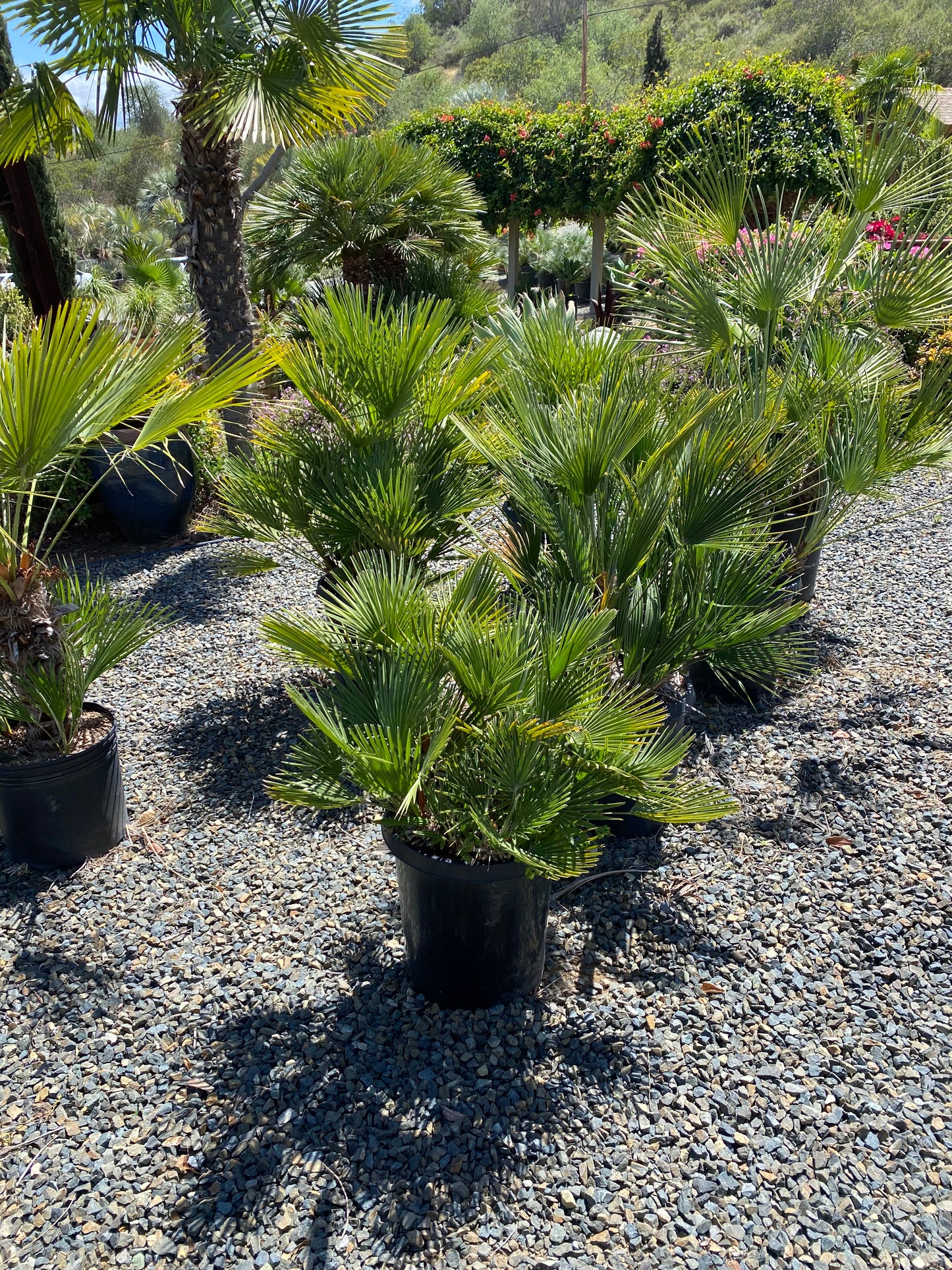 Chamaerops humilis