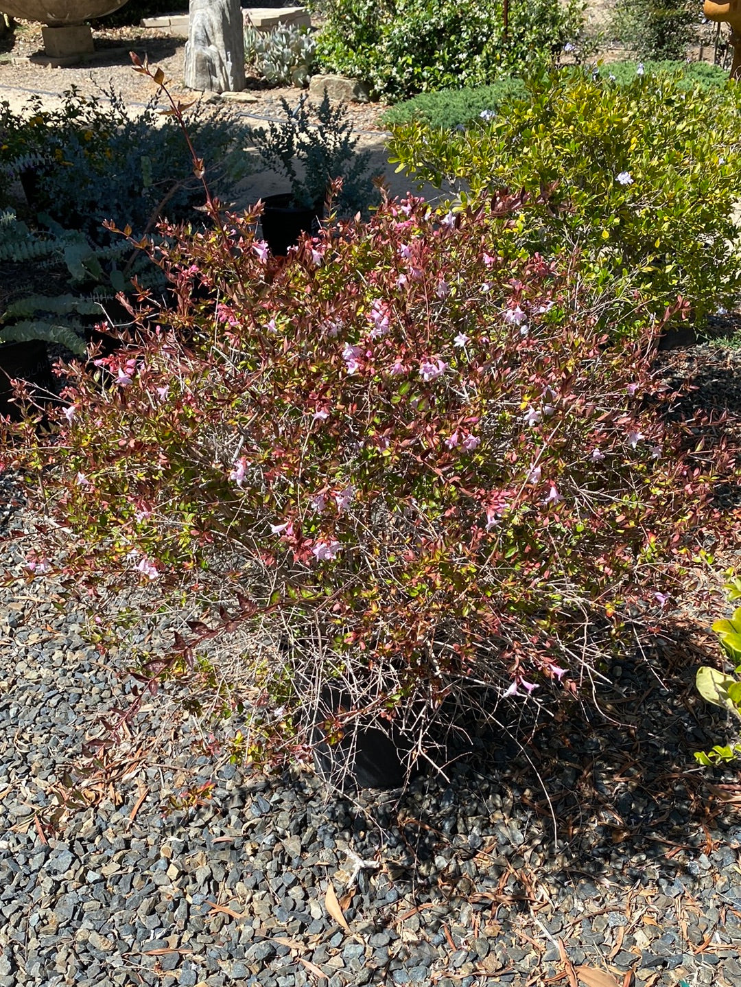 Escallonia rubra