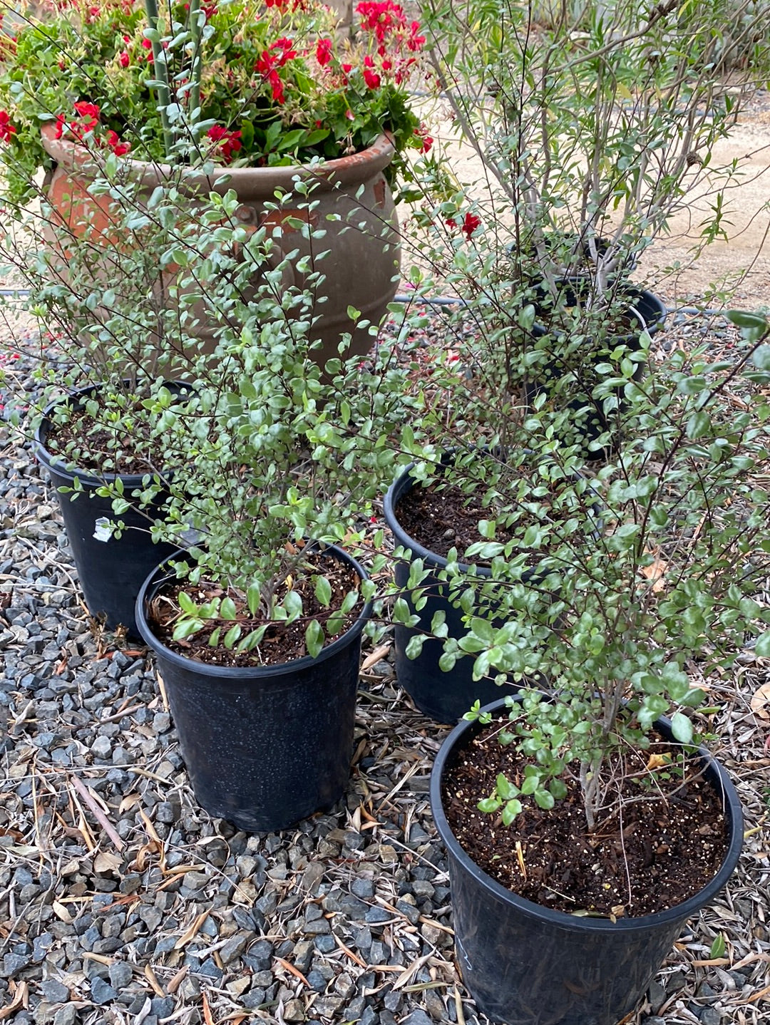 Pittosporum tenuifolium 'Silver Sheen'