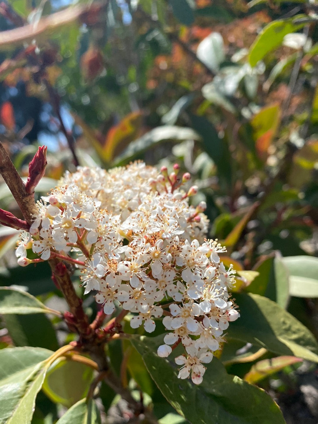 Photinia x fraseri