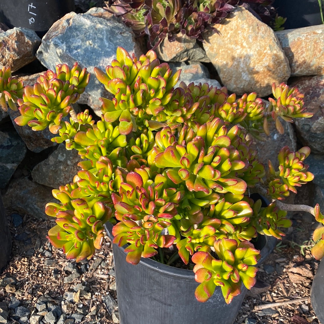 Crassula ovata