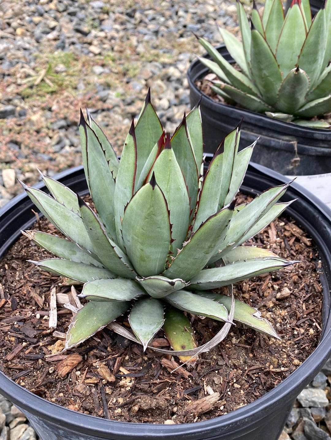 Agave ‘Blue Emperor’