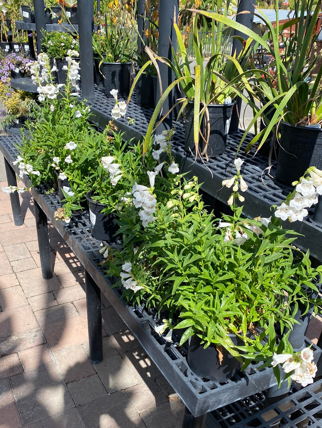 Penstemon gloxiniodes ‘Holy White’