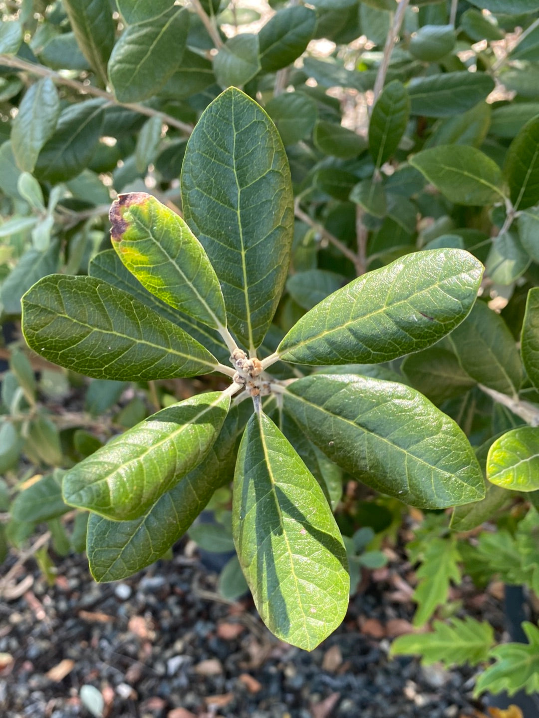 Feijoa sellowiana ‘Pineapple Guava’