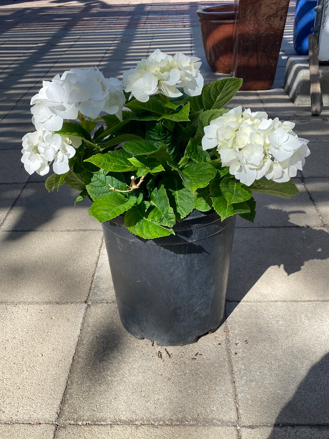 Hydrangea marcophylla ‘White’