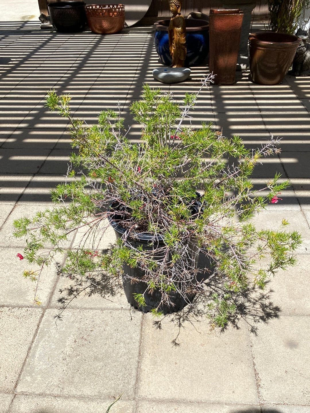 Grevillea ‘Canberra Gem’