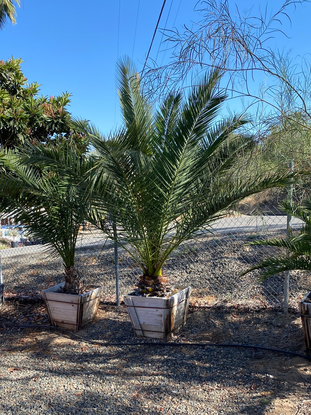 Phoenix canariensis