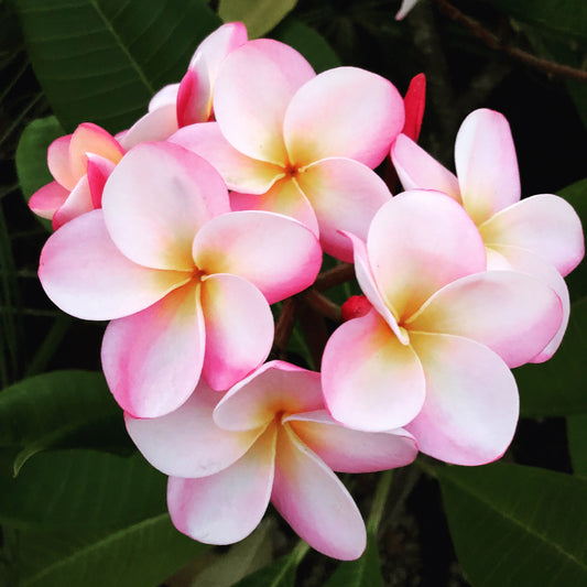 Plumeria rubra