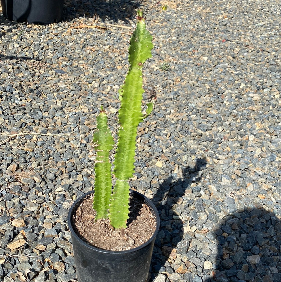 Euphorbia trigona