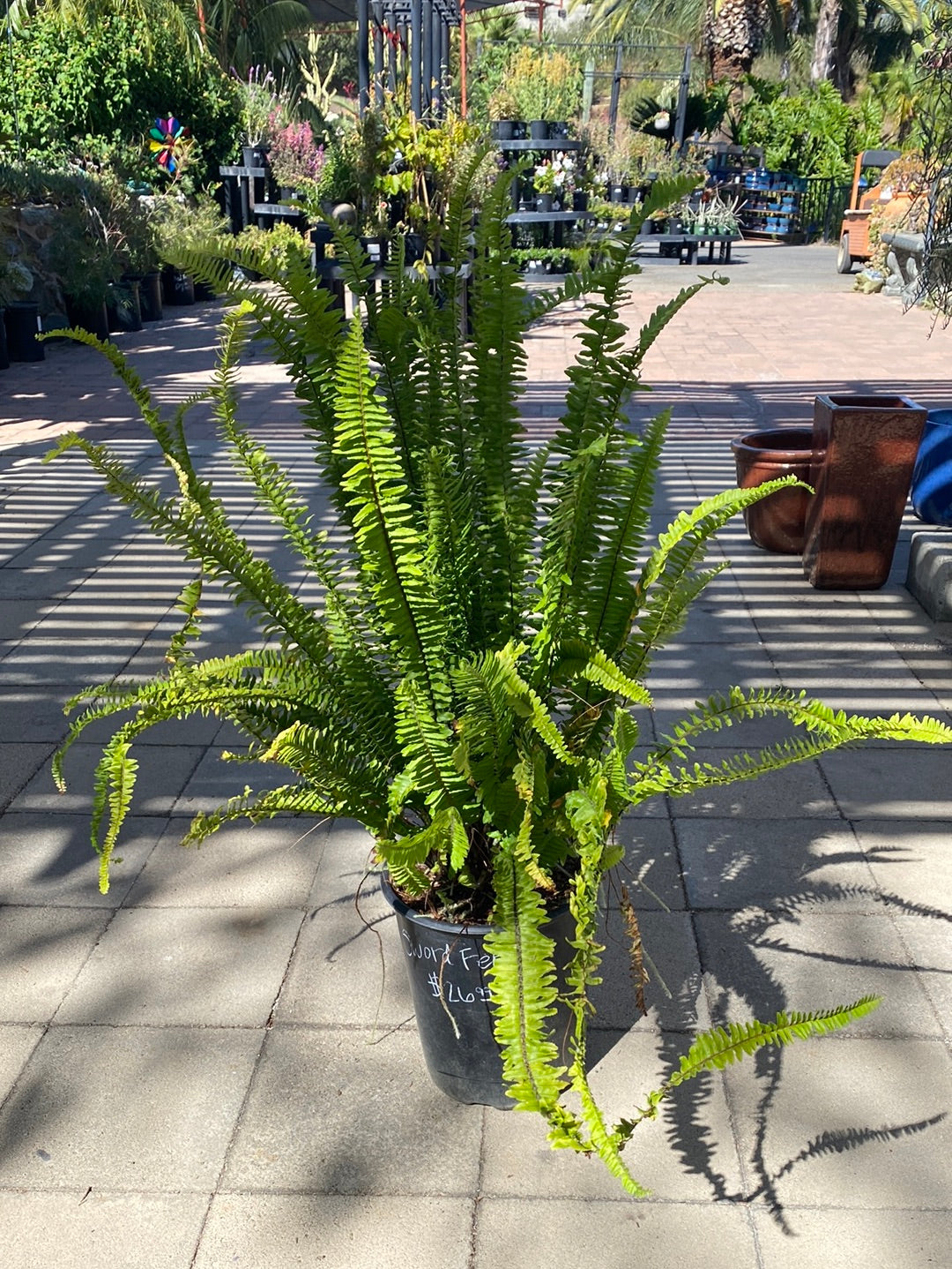 Polystichum munitum