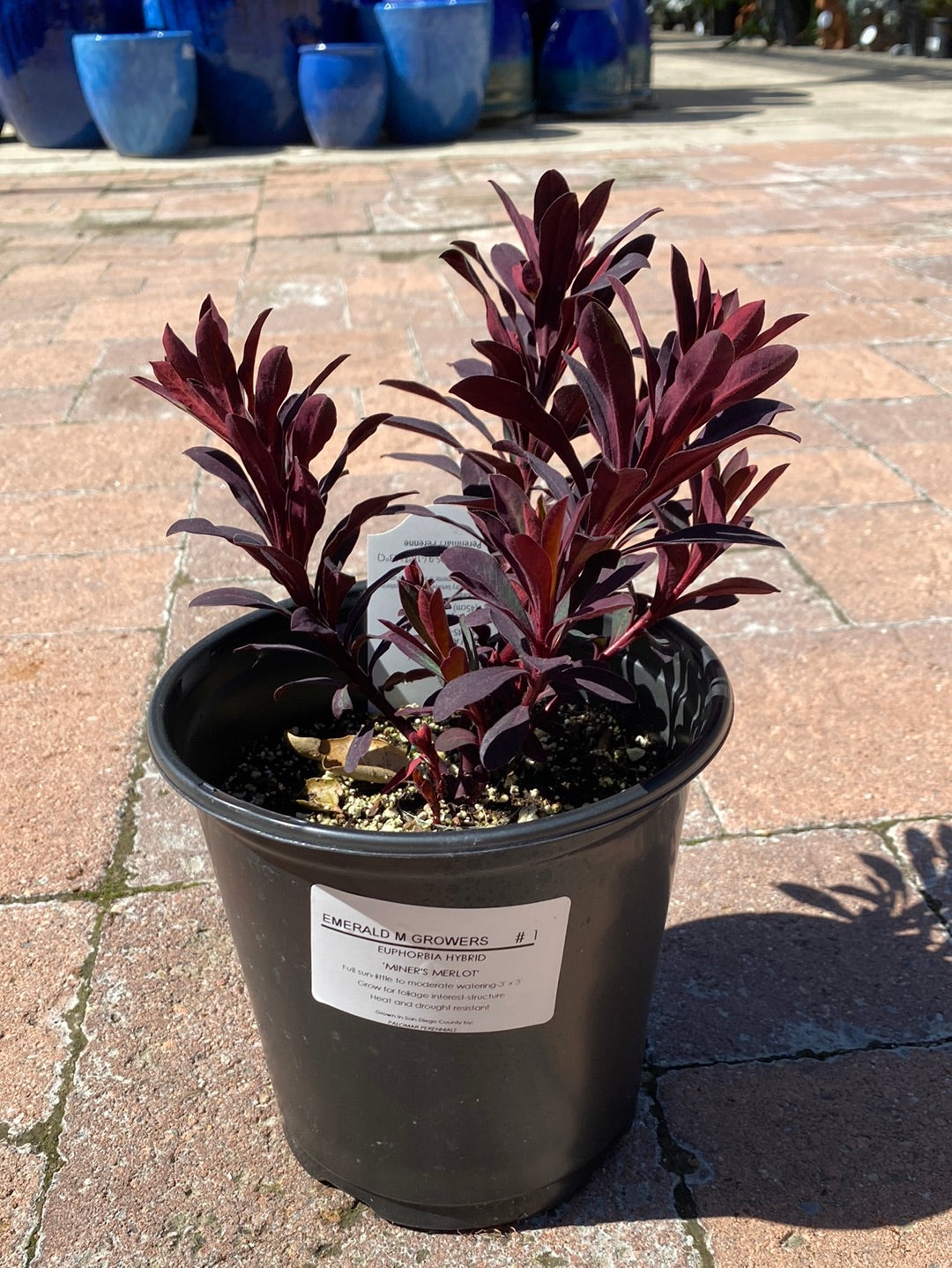 Euphorbia hybrid ‘Miners Merlot’