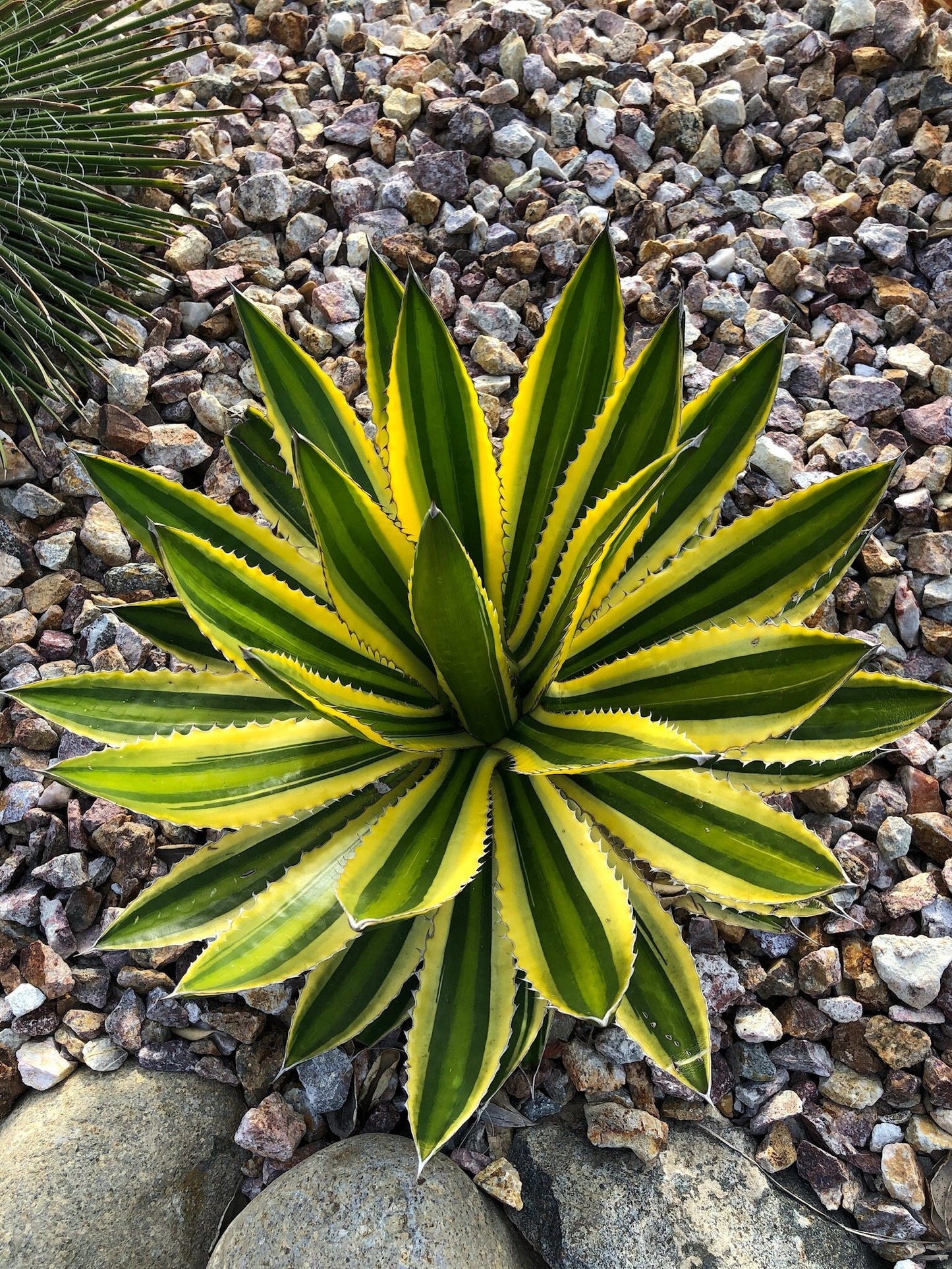 Agave lophantha 'Quadricolor'