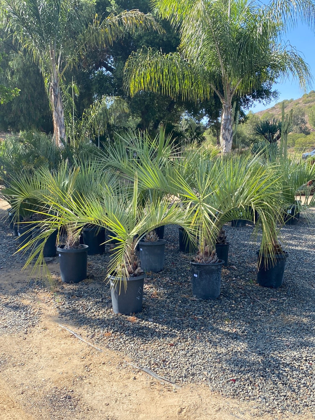 Butia odorata 'Green'